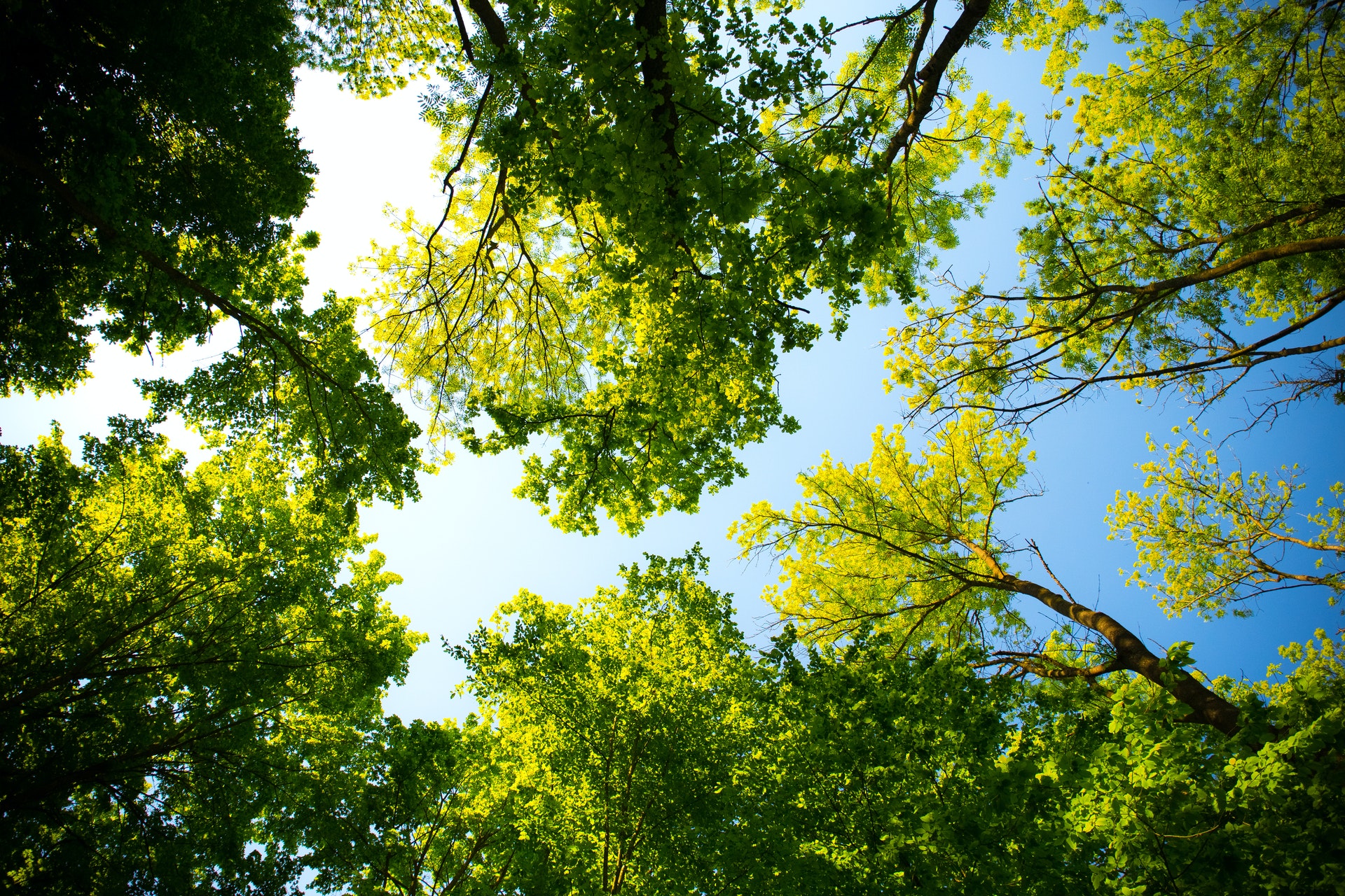 tree tops with blue sky above